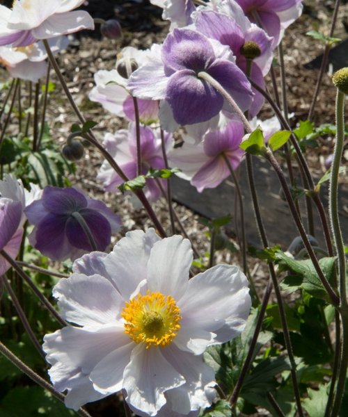 Anemone Swan Anemone Dreaming Swan