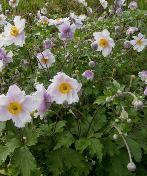 Anemone Swan Anemone Dreaming Swan