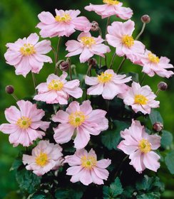 Anemone Koningin Charlotte