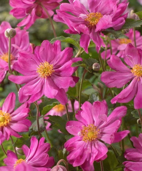 Anemone Prinz Heinrich