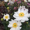 Anemone Snow Angel