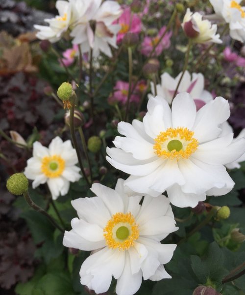 Anemone Snow Angel