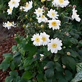 Anemone Snow Angel