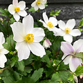 Anemone Swan Anemone Wild Swan