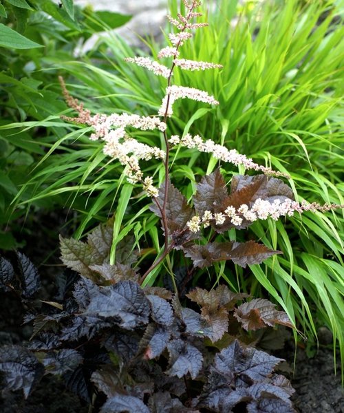 Astilbe Chocolate Shogun