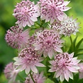 Astrantia Buckland