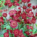 Astrantia Claret