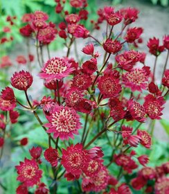 Astrantia Claret