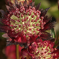 Astrantia Moulin Rouge