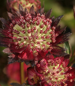 Astrantia Moulin Rouge