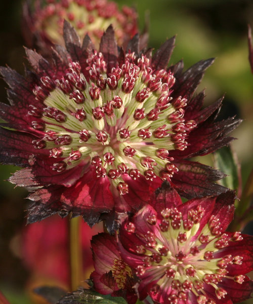 Astrantia Moulin Rouge