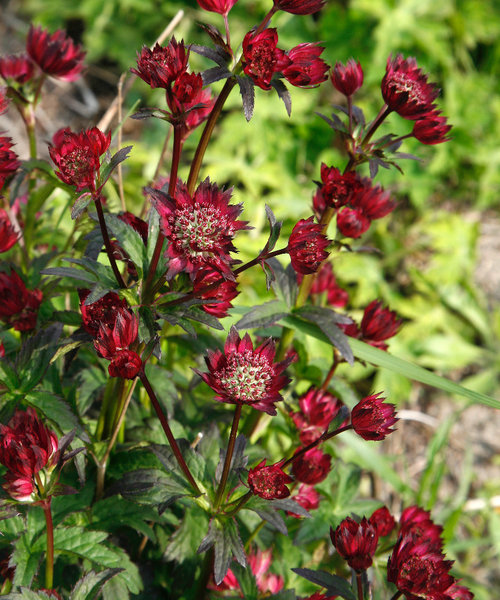 Astrantia Moulin Rouge