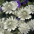 Astrantia Star of Astrantia Snow Star