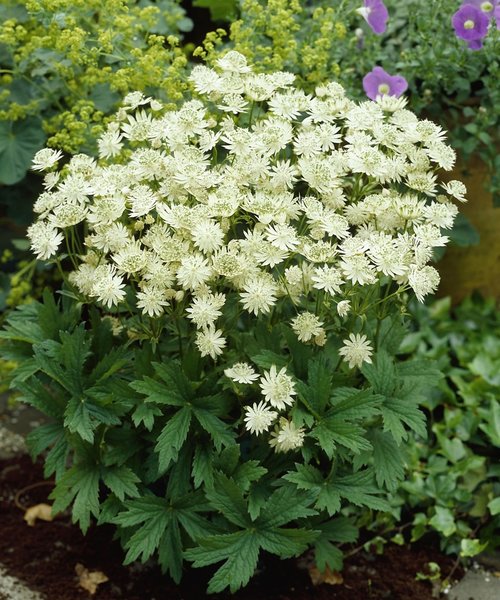 Astrantia Star of Astrantia Snow Star