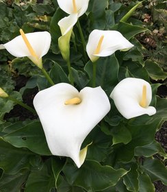 Zantedeschia Snow White