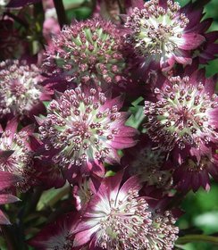 Astrantia Star of Beauty