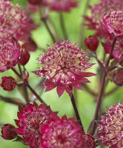 Astrantia Star of Astrantia Star of Love