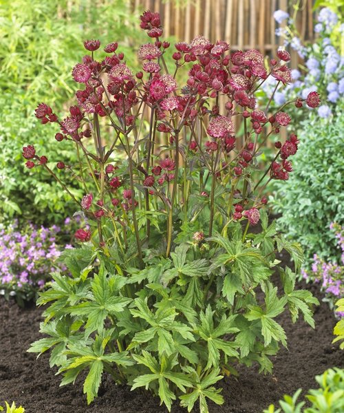 Astrantia Star of Astrantia Star of Love