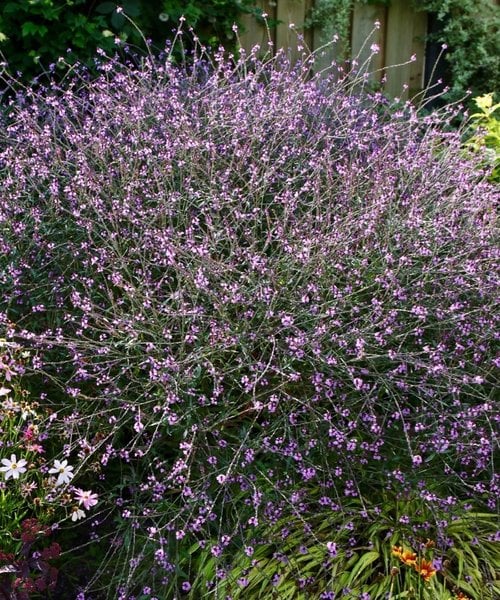 Verbena Bampton