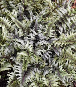 Athyrium Crested Surf