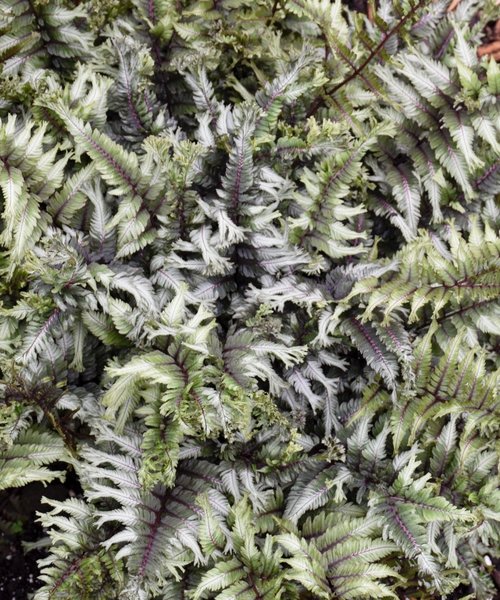 Athyrium Crested Surf