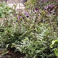 Athyrium Crested Surf