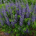 Baptisia Decadence Baptisia Decadence Blueberry Sundae