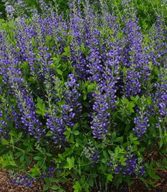 Baptisia Decadence Blueberry Sundae