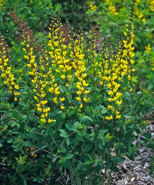 Baptisia Decadence Baptisia Decadence Lemon Meringue