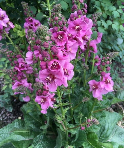 Verbascum Lavender Lass