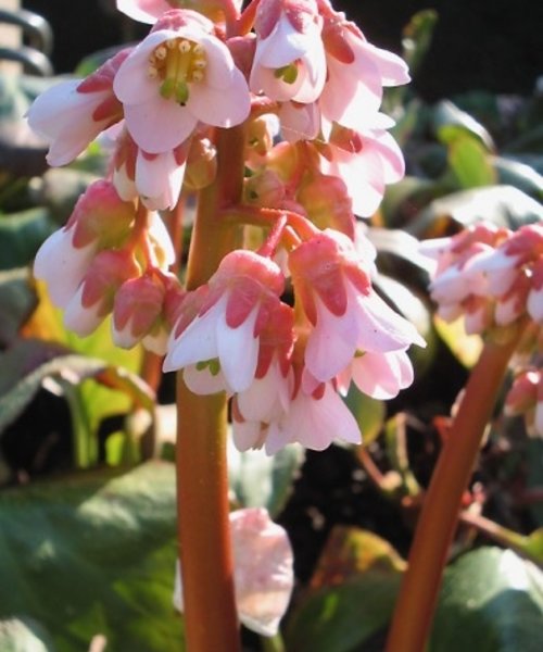 Bergenia Baby Doll