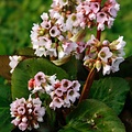 Bergenia Baby Doll