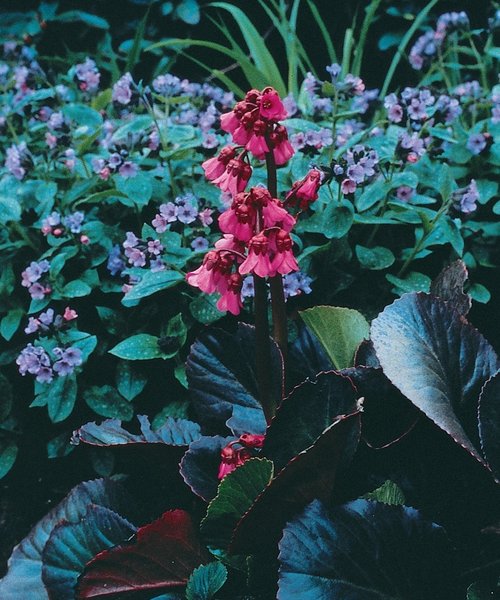 Bergenia Bressingham Ruby