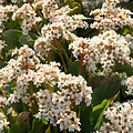 Bergenia Bressingham White