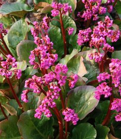 Bergenia Eroica