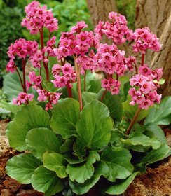 Bergenia Morgenröte