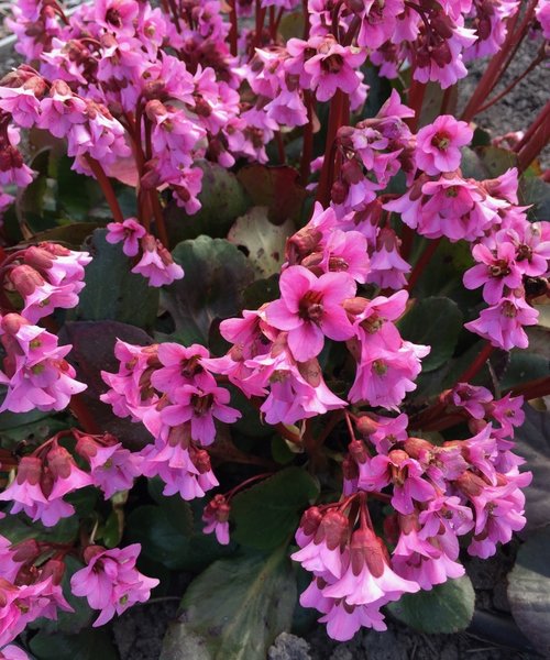 Bergenia Rosi Klose