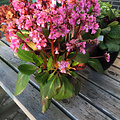 Bergenia Rosi Klose