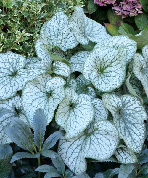 Brunnera Alexander's Great