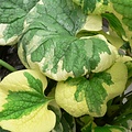 Brunnera Hadspen Cream