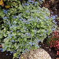 Brunnera Jack Frost