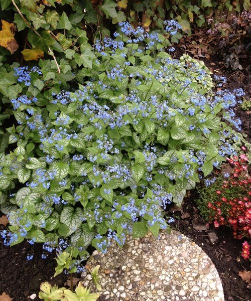 Brunnera Jack Frost