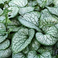 Brunnera Jack Frost