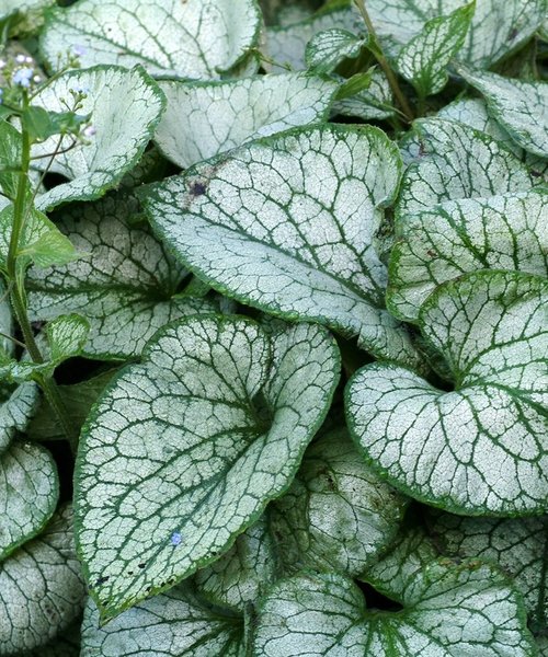 Brunnera Jack Frost