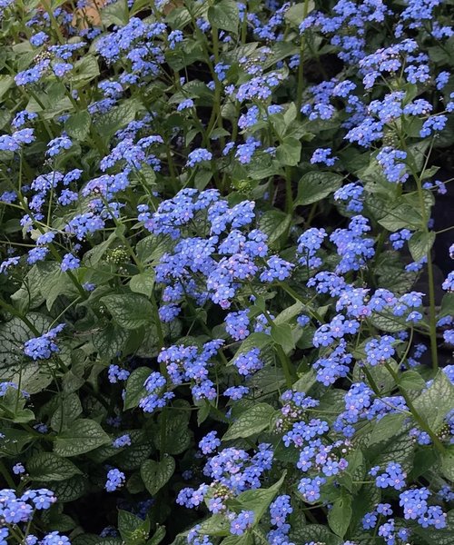 Brunnera Jack of Diamonds