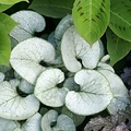 Brunnera Looking Glass