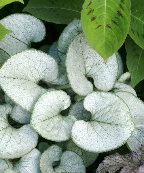 Brunnera Looking Glass