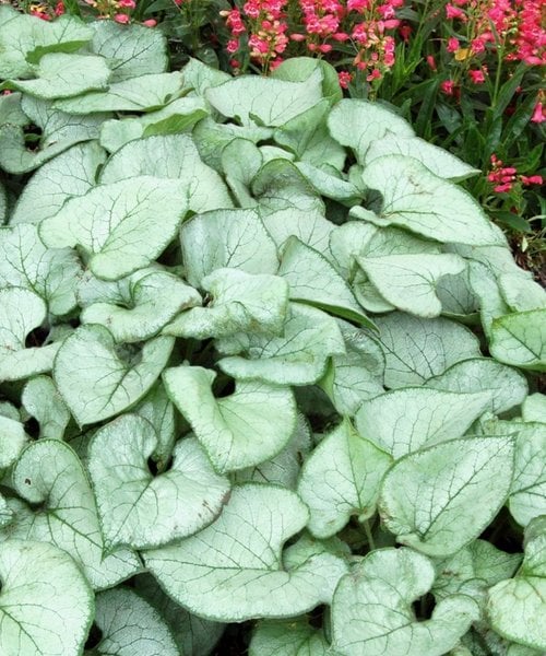 Brunnera Looking Glass