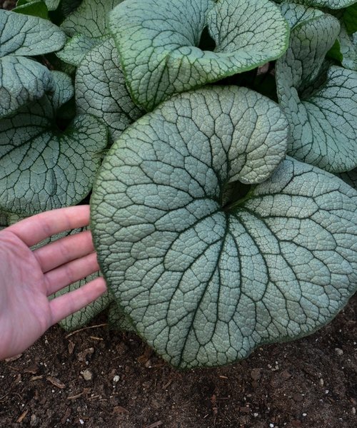 Brunnera Sterling Silver