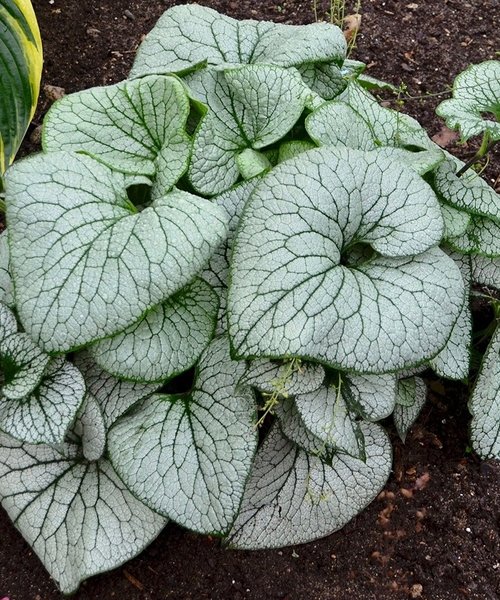 Brunnera Sterling Silver